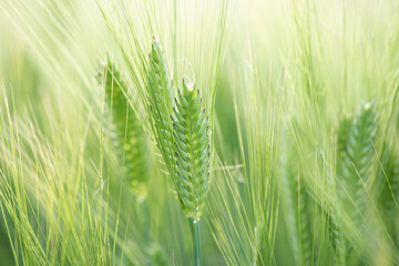 young green wheat ears close-up in the field
