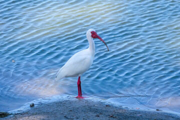 white ibis on shoreline