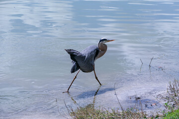 great blue heron in the marsh