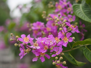 Bungor, Lagerstroemia floribunda Jack ex Blume violet flower tree in garden nature background