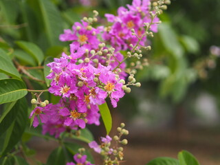 Fototapeta na wymiar Bungor, Lagerstroemia floribunda Jack ex Blume violet flower tree in garden nature background