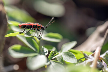 beetle