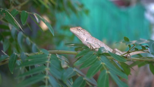 The chameleons on the tree on a nature background.