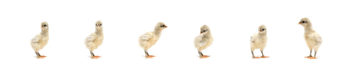 Isolated Little Rhode Island White baby chicken team stand in a row on solid white clear background in studio light.