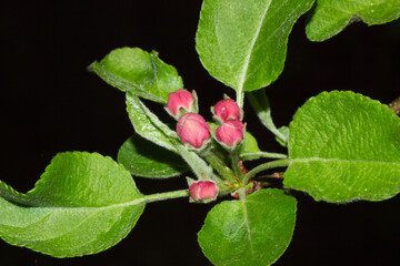 The apple tree (lat. Malus domestica), of the family Rosaceae.