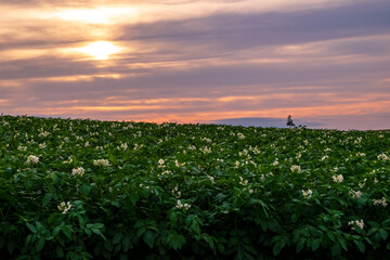 夏の美瑛町 夕焼け空とジャガイモ畑
