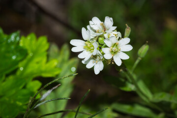 The hoary alyssum (lat. Berteroa incana), of the family Brassicaceae.