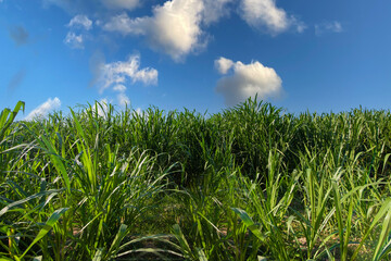 Nepia grass cultivation It is cultivated for producing electricity in bio-power plants.