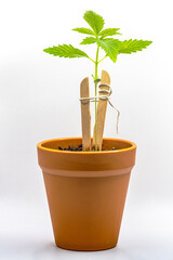 Young Marijuana Plant Isolated