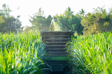 Tractors for cutting and chopping grass Working in the Nepia grass plantation. To be used to...
