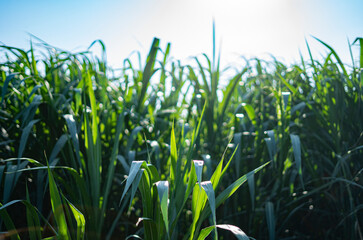 Nepia grass cultivation It is cultivated for producing electricity in bio-power plants.