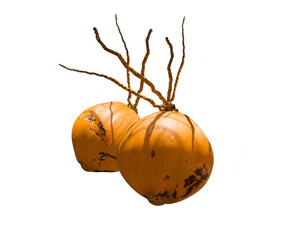 bunch of yellow coconuts isolatde on white background