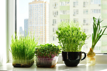 Micro-greens in a box and sprayer, fresh green onions, placed on the windowsill.Vitamins on windowsill. Vegan and healthy superfood .Spring avitaminosis. hobby in quarantine Covid19
