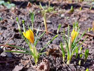 yellow crocuses are blooming in the garden. early spring flowers. sunny weather. copy space, place for text.
