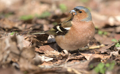 A small forest songbird with reddish sides. Chaffinch, a colorful bird sitting in last year's foliage and looking at the photographer. City birds. Blurred background. Close-up. Wild nature.