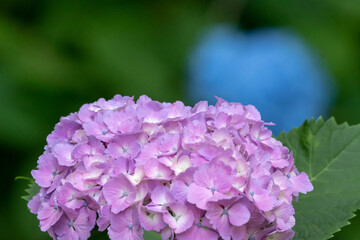 紫陽花
