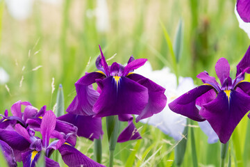 紫色の花菖蒲