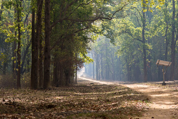 A sunny day in the forest