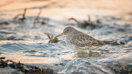 purple sandpiper on the beach	