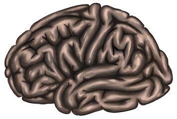 the atrphhy of human brain is commonfi ding in aging.