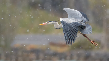 The grey heron in the snow (Ardea cinerea)