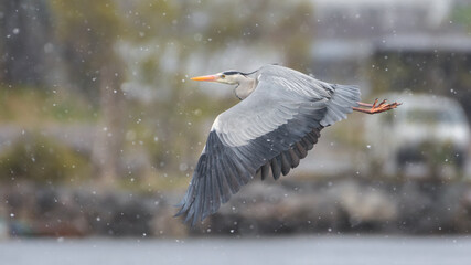 The grey heron in the snow (Ardea cinerea)