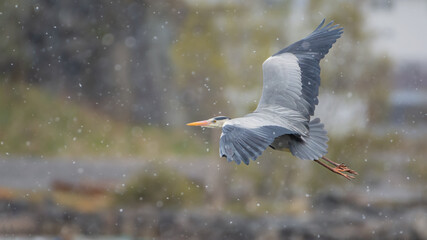 The grey heron in the snow (Ardea cinerea)
