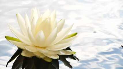 White lotus waterlily flower floating on water surface, blue sky reflection 