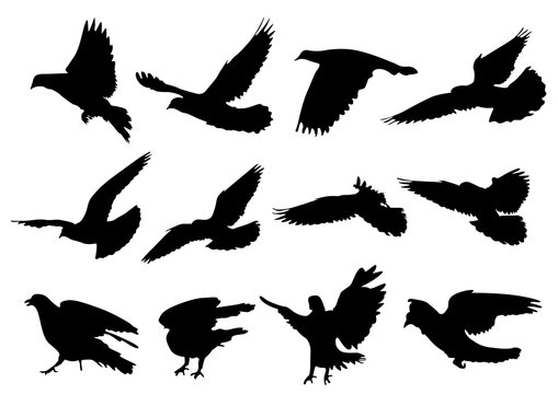 Set of silhouettes of pigeons Bird fly 002