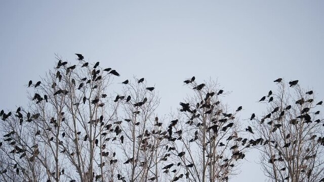 flock of birds flying in the sky crows. chaos surprise of death concept. group of birds flying in the sky fright. black crows in a group circling against fly the sky. migration movement of birds