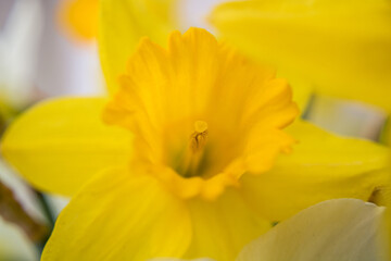 yellow daffodil closeup