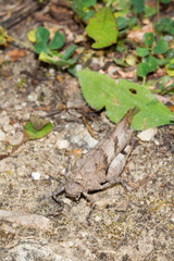 Naklejka premium The blue-winged grasshopper (lat. Oedipoda caerulescens), of the family Acrididae.