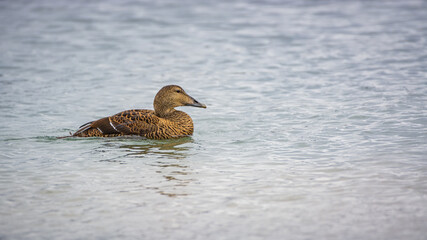 Common eider on the seashore(Somateria mollissima)