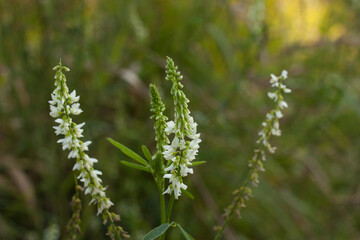 Flowers of white melilotus (Melilotus albus) on a background of green grass. Two-year-old poisonous medicinal plant, honey plant