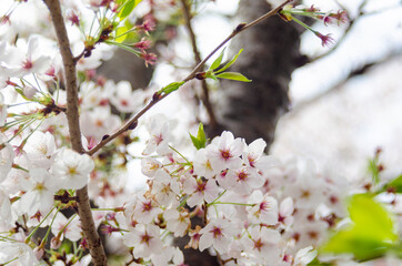 Beautiful full bloom Sakura in spring time in Kyoto Japan.