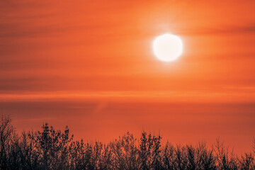 Twilight landscape with silhouettes of trees. White balance offset, selective focus.