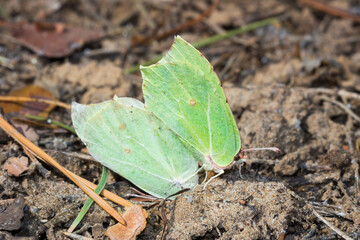 The common brimstone (lat. Gonepteryx rhamni), of the family Pieridae (female on the left, male on the right).