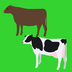 肉牛と乳牛のイラスト　
Cows illustration