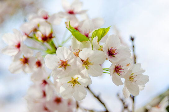 Beautiful full bloom Sakura in spring time in Kyoto Japan.