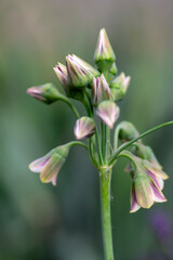 Allium siculum honey sicilian lily garlic flowers in bloom, beautiful springtime ornamental flowering plant, small bells on tall