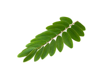 Senna siamea leaves isolated on white background.