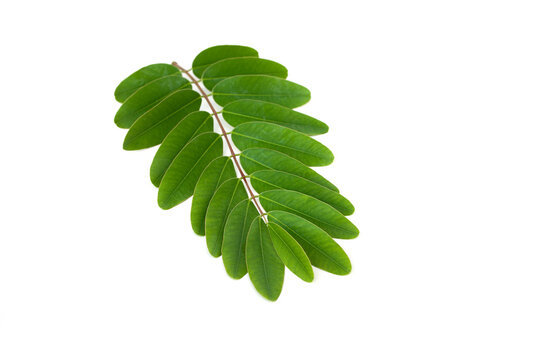 Senna siamea leaves isolated on white background.