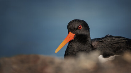 Eurasian oystercatcher (Haematopus ostralegus) on the seashore