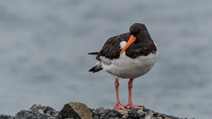 Eurasian oystercatcher (Haematopus ostralegus) on the seashore
