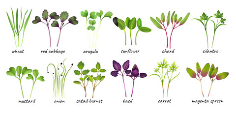set Young microgreen sprouts of microgreens wheat red cabbage arugula sunflower chard cilantro mustard onion basil carrot magenta spreen, young green leaves, Realistic illustration by hand isolated