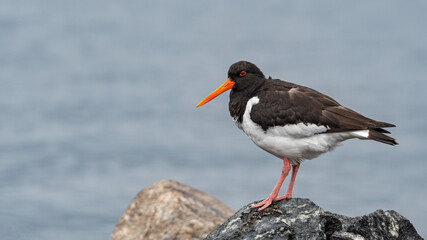 Eurasian oystercatcher (Haematopus ostralegus) on the seashore