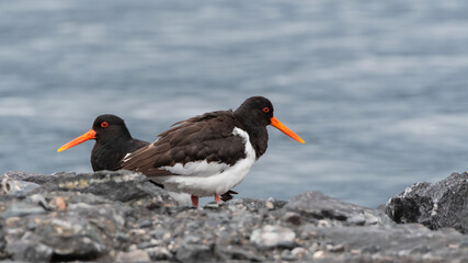 Eurasian oystercatcher (Haematopus ostralegus) on the seashore