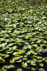 Eternal swamps in a natural park. Nymphs on the surface of the water. Water lily on the Everglades pond.