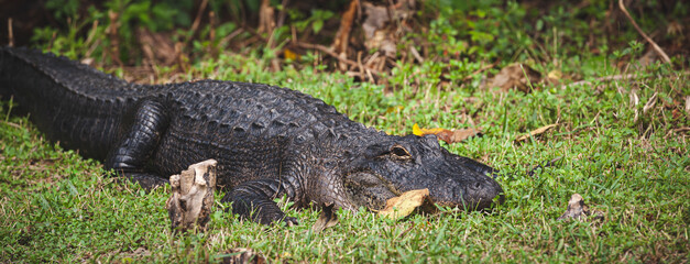A huge aligator on the lawn on a warm sunny day. The crocodile got out of the water and sunbathing. Florida Everglades Natural Park. Wide view