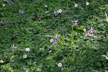 春の山野に咲く美しいカタクリの花